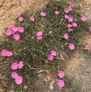 Convolvulus angustissimus subsp. angustissimus at Mitchell, ACT - 3 Nov 2019