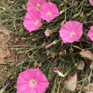 Convolvulus angustissimus subsp. angustissimus at Mitchell, ACT - 3 Nov 2019