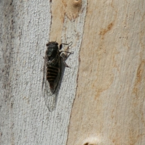 Atrapsalta furcilla at Mount Clear, ACT - 30 Oct 2019