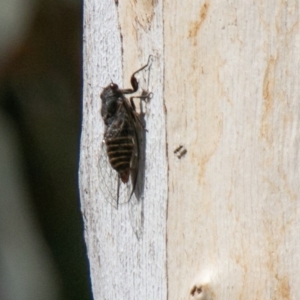 Atrapsalta furcilla at Mount Clear, ACT - 30 Oct 2019