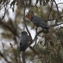 Callocephalon fimbriatum (Gang-gang Cockatoo) at Majura, ACT - 30 Oct 2019 by jb2602