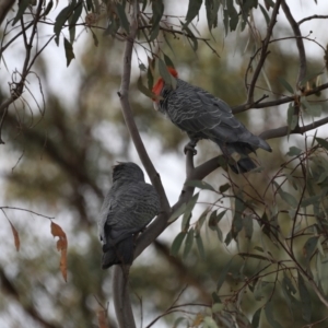 Callocephalon fimbriatum at Majura, ACT - 30 Oct 2019