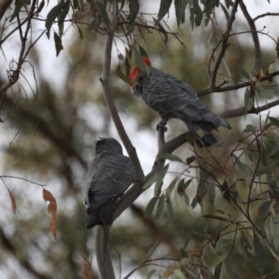 Callocephalon fimbriatum (Gang-gang Cockatoo) at Majura, ACT - 30 Oct 2019 by jbromilow50