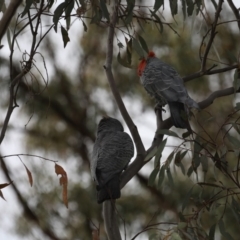 Callocephalon fimbriatum at Majura, ACT - 30 Oct 2019