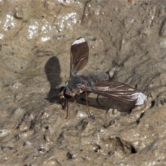 Comptosia stria (A bee fly) at Symonston, ACT - 20 Oct 2019 by HarveyPerkins