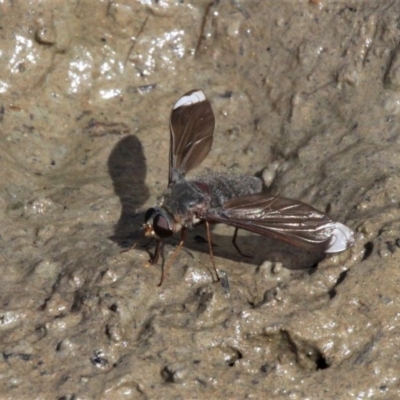 Comptosia stria (A bee fly) at Callum Brae - 20 Oct 2019 by HarveyPerkins