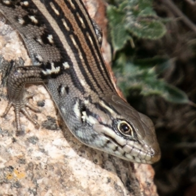 Liopholis whitii (White's Skink) at Mount Clear, ACT - 30 Oct 2019 by SWishart