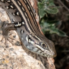Liopholis whitii (White's Skink) at Mount Clear, ACT - 29 Oct 2019 by SWishart