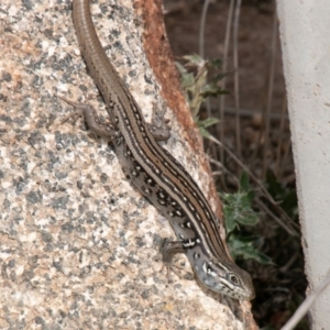 Liopholis whitii at Mount Clear, ACT - 30 Oct 2019