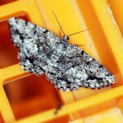 Unplaced externaria (Mahogany Bark Moth) at O'Connor, ACT - 31 Oct 2019 by ibaird