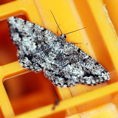Unplaced externaria (Mahogany Bark Moth) at O'Connor, ACT - 31 Oct 2019 by ibaird