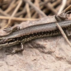 Eulamprus tympanum (Southern Water Skink) at Mount Clear, ACT - 30 Oct 2019 by SWishart