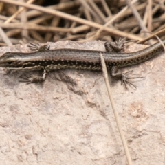 Eulamprus tympanum at Mount Clear, ACT - 30 Oct 2019 11:54 AM