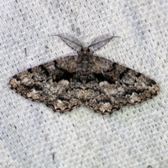 Unplaced externaria (Mahogany Bark Moth) at O'Connor, ACT - 31 Oct 2019 by ibaird