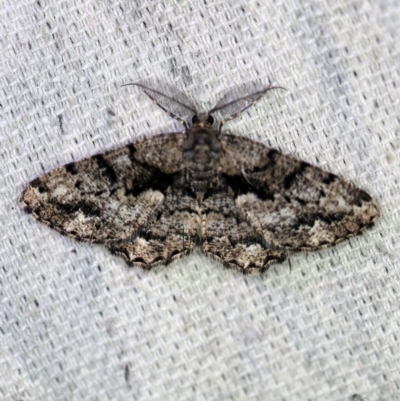 Unplaced externaria (Mahogany Bark Moth) at O'Connor, ACT - 31 Oct 2019 by ibaird