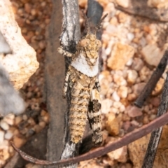 Acrididae sp. (family) (Unidentified Grasshopper) at Namadgi National Park - 30 Oct 2019 by SWishart