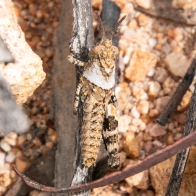 Acrididae sp. (family) (Unidentified Grasshopper) at Namadgi National Park - 30 Oct 2019 by SWishart