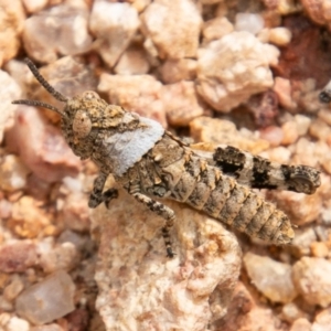 Acrididae sp. (family) at Rendezvous Creek, ACT - 30 Oct 2019 02:25 PM