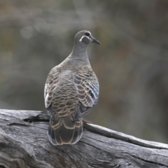 Phaps chalcoptera (Common Bronzewing) at Mount Ainslie - 30 Oct 2019 by jbromilow50