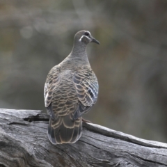 Phaps chalcoptera (Common Bronzewing) at Mount Ainslie - 30 Oct 2019 by jb2602