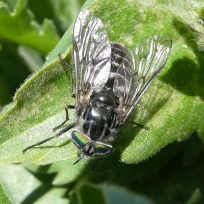 Dasybasis sp. (genus) (A march fly) at Cooleman Ridge - 20 Oct 2019 by HarveyPerkins