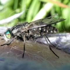 Dasybasis sp. (genus) at Stromlo, ACT - 20 Oct 2019