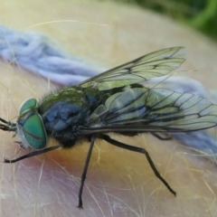 Dasybasis sp. (genus) at Stromlo, ACT - 20 Oct 2019 11:28 AM