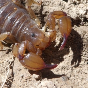 Urodacus manicatus at Stromlo, ACT - 20 Oct 2019 11:49 AM