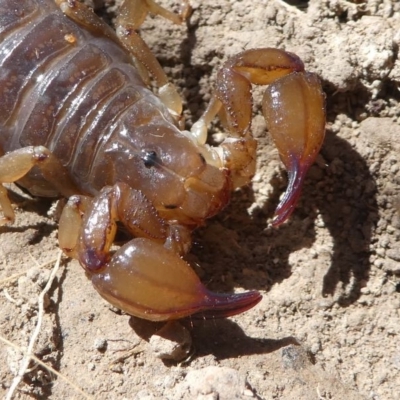 Urodacus manicatus (Black Rock Scorpion) at Cooleman Ridge - 20 Oct 2019 by HarveyPerkins
