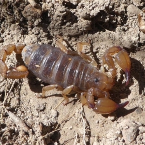 Urodacus manicatus at Stromlo, ACT - 20 Oct 2019 11:49 AM