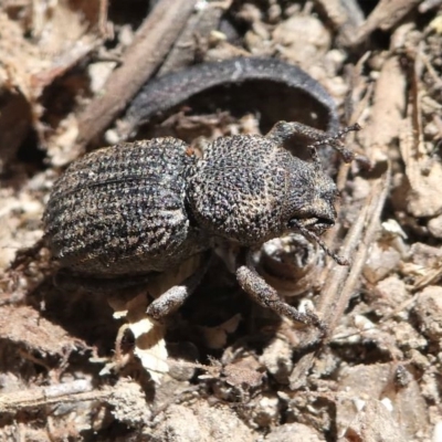 Cubicorhynchus sp. (genus) (Ground weevil) at Cooleman Ridge - 20 Oct 2019 by HarveyPerkins