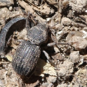 Cubicorhynchus sp. (genus) at Stromlo, ACT - 20 Oct 2019 11:53 AM