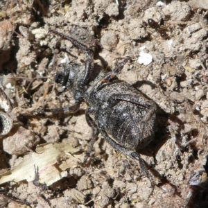 Cubicorhynchus sp. (genus) at Stromlo, ACT - 20 Oct 2019