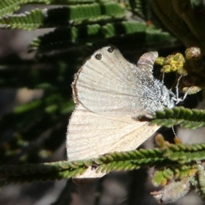 Nacaduba biocellata at Stromlo, ACT - 20 Oct 2019