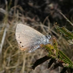 Nacaduba biocellata at Stromlo, ACT - 20 Oct 2019