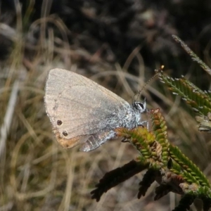 Nacaduba biocellata at Stromlo, ACT - 20 Oct 2019 12:36 PM