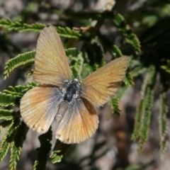 Nacaduba biocellata at Stromlo, ACT - 20 Oct 2019