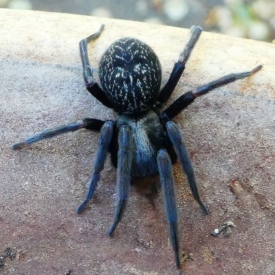 Badumna insignis (Black House Spider) at Kambah, ACT - 19 Oct 2019 by HarveyPerkins