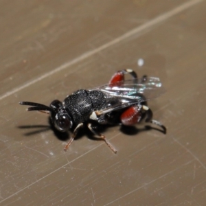 Chalcididae (family) at Acton, ACT - 31 Oct 2019