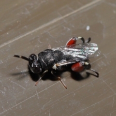 Chalcididae (family) at Acton, ACT - 31 Oct 2019