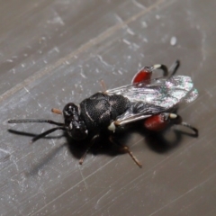 Chalcididae (family) at Acton, ACT - 31 Oct 2019