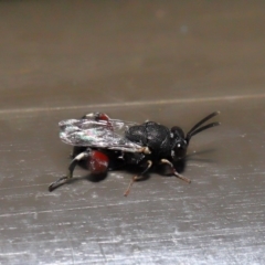 Chalcididae (family) at Acton, ACT - 31 Oct 2019 12:20 PM