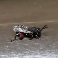 Chalcididae (family) at Acton, ACT - 31 Oct 2019