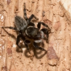 Maratus griseus at Spence, ACT - 3 Nov 2019