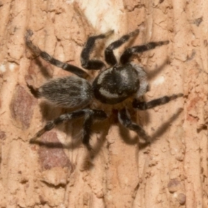 Maratus griseus at Spence, ACT - 3 Nov 2019