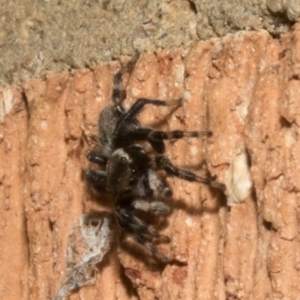 Maratus griseus at Spence, ACT - 3 Nov 2019