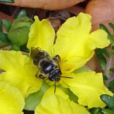 Apiformes (informal group) (Unidentified bee) at Campbell, ACT - 3 Nov 2019 by JanetRussell