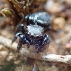 Salticidae (family) (Jumping spider) at Lyons, ACT - 3 Nov 2019 by Laserchemisty