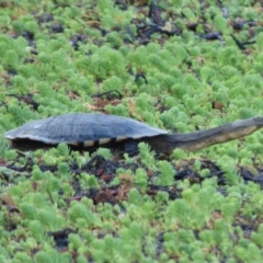 Chelodina longicollis (Eastern Long-necked Turtle) at Bermagui, NSW - 5 Oct 2019 by JackieLambert
