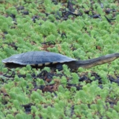 Chelodina longicollis (Eastern Long-necked Turtle) at Bermagui, NSW - 5 Oct 2019 by Jackie Lambert